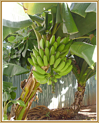 бананы на дереве