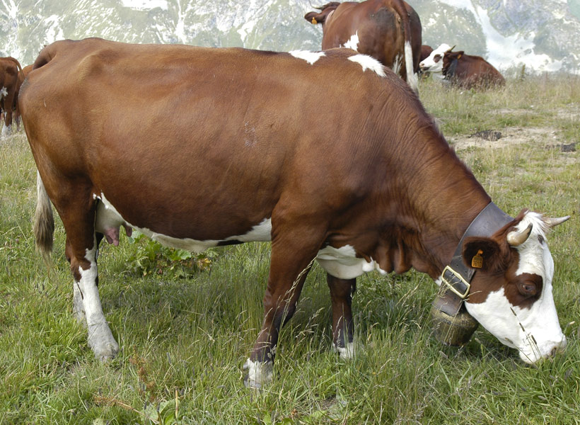 коровы, произоводящие молоко для сыра Abondance