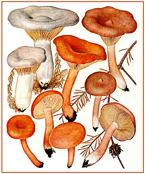 краснушка, грибы