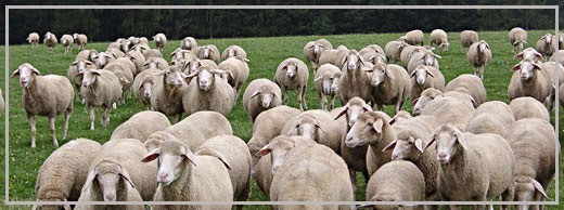 стадо овец