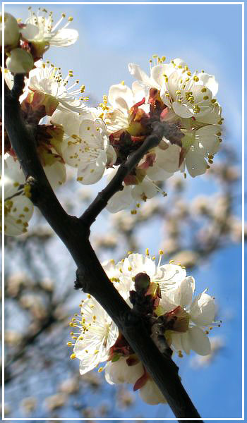 цветение абрикосового дерева