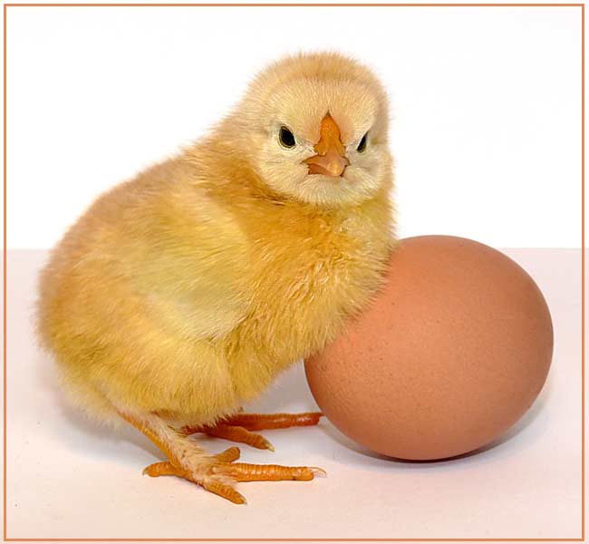 полезность яиц