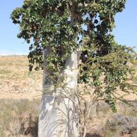 Абаво – большое дерево, произрастающее в Эфиопии