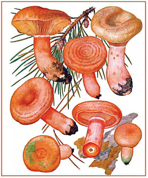 Рыжик разбор. Классификации гриб Рыжик. Гриб Рыжик зеленый. Гриб Рыжик на срезе. Рыжик гриб рисунок.